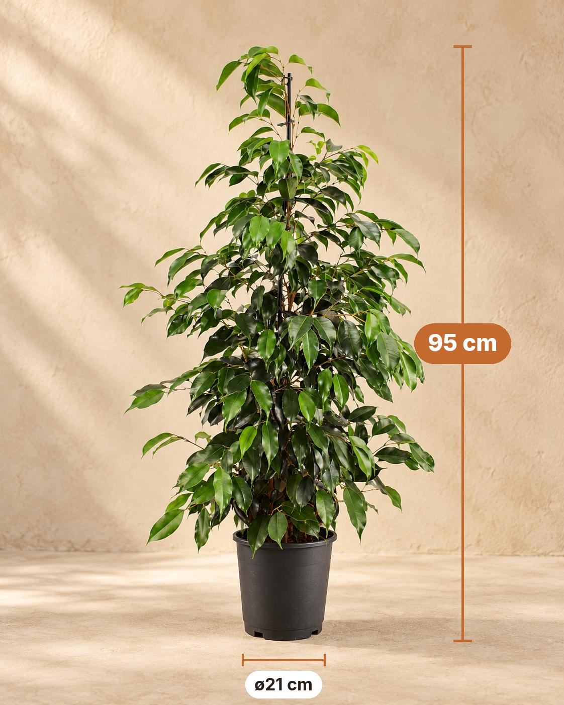 Treurvijg (Ficus benjamina 'Danielle'), 95 cm hoog, pot ø21 cm
