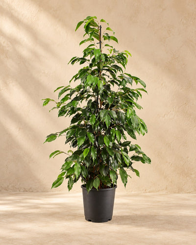 Treurvijg (Ficus benjamina 'Danielle')