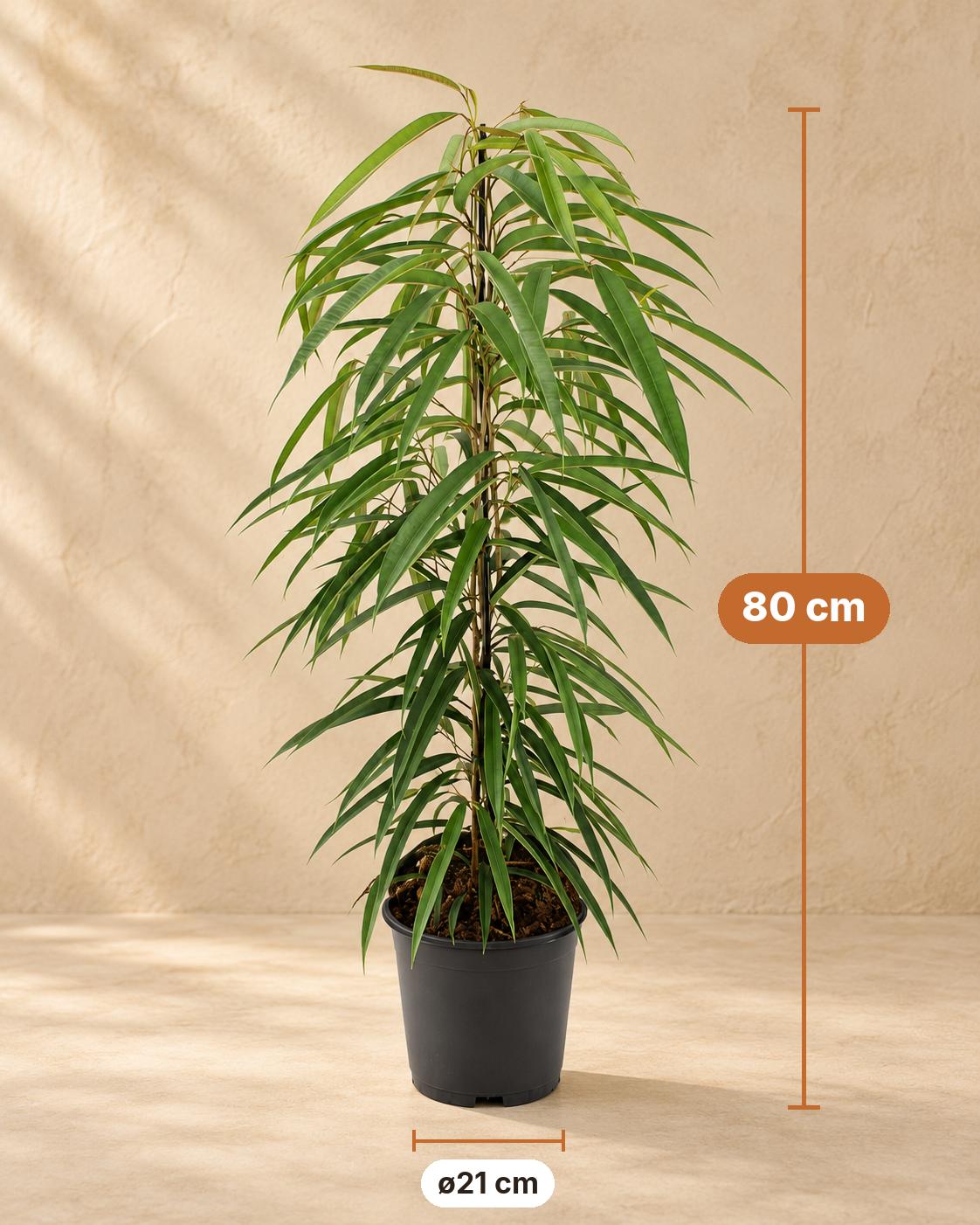 Ficus binnendijkii 'Alii' 80 cm hoch, Topf ø21 cm