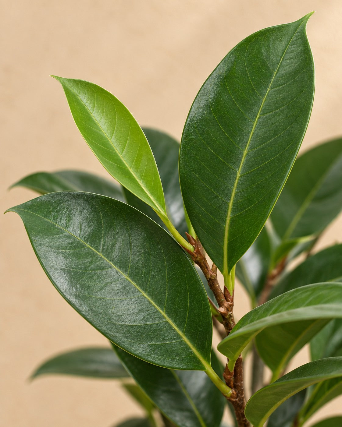 Close-up van het blad van de Ficus Cyathistipula