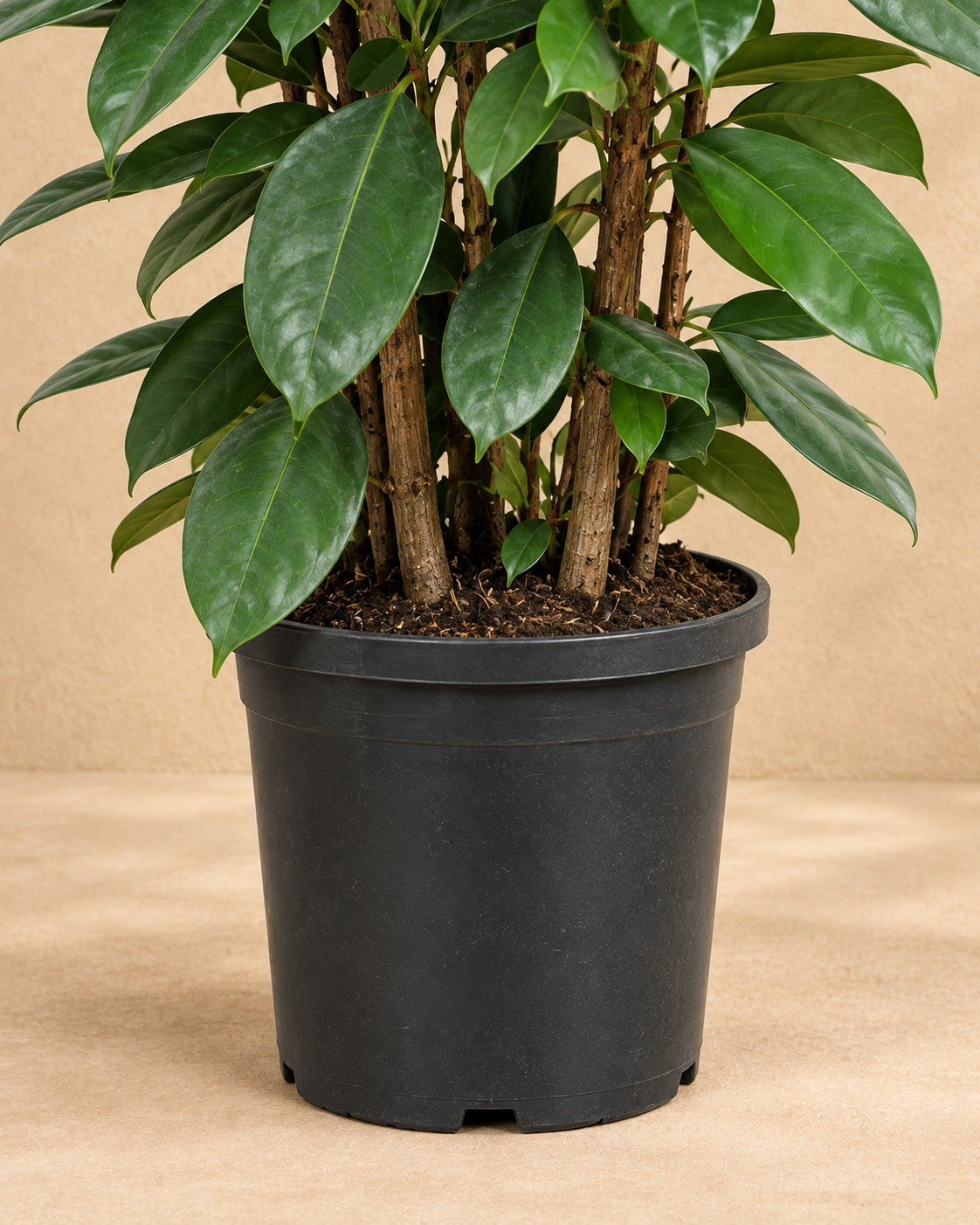 Partie basse de Ficus Cyathistipula avec son pot de culture