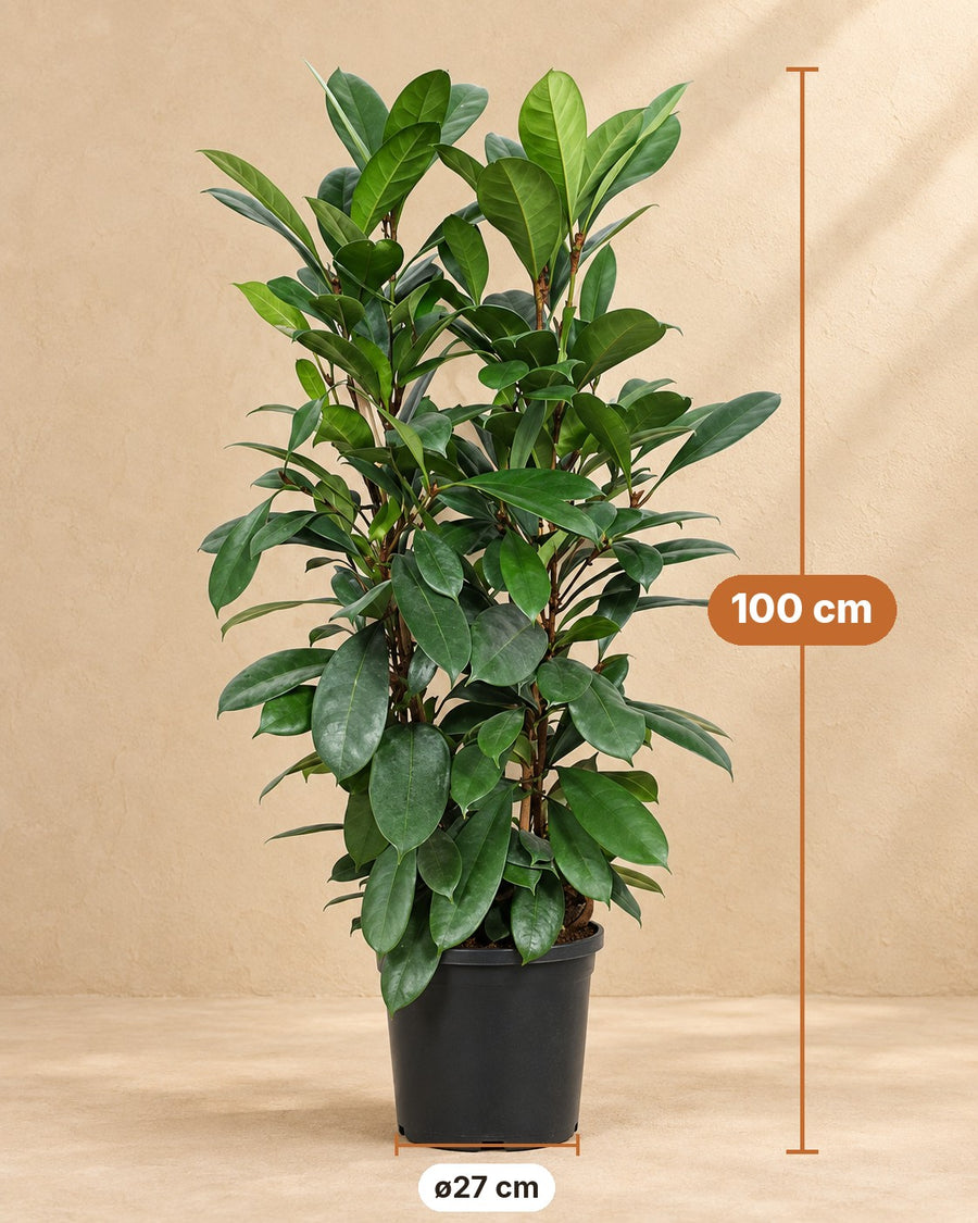 Ficus Cyathistipula 100cm - ø27