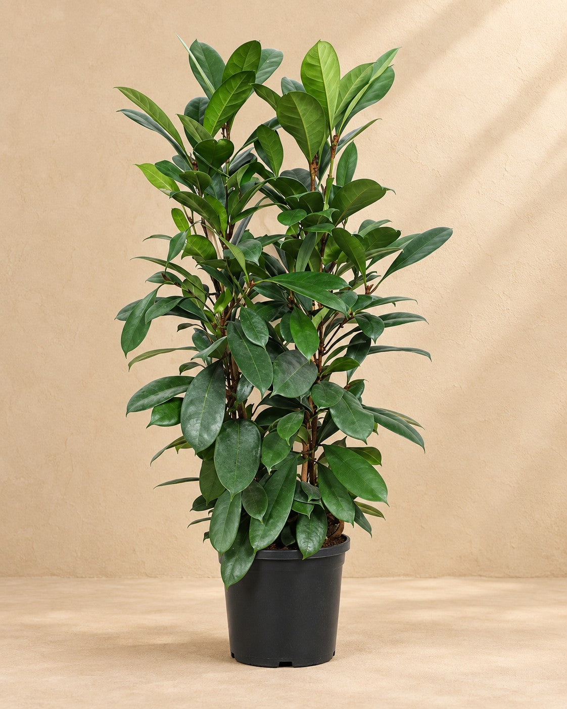 Ficus Cyathistipula van 100 cm hoog in kweekpot van 27 cm