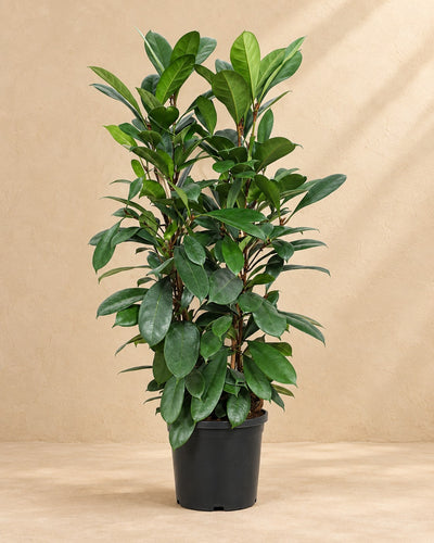 Ficus Cyathistipula, 100 cm de haut en pot de culture de 27 cm