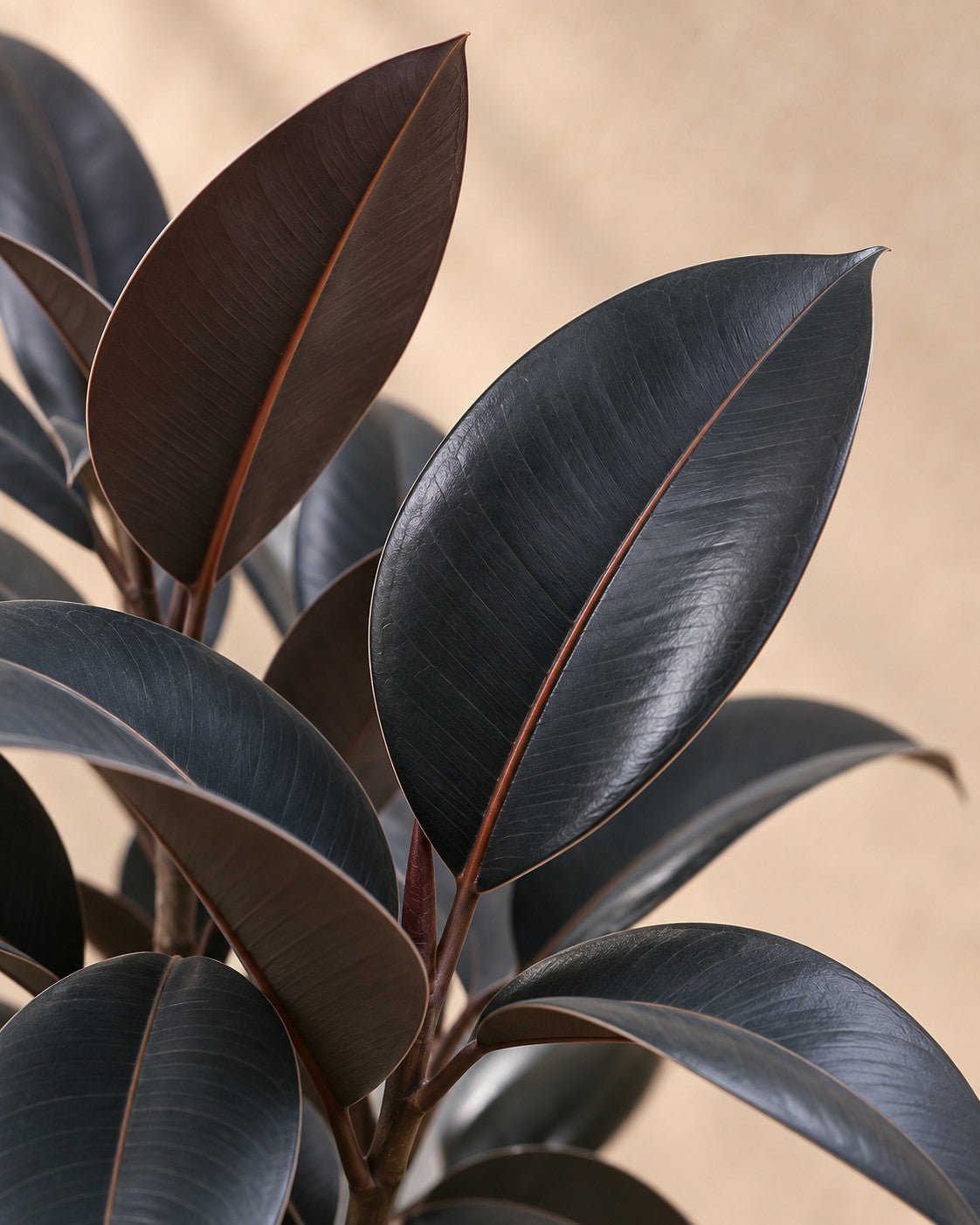 Närbild på bladen hos Ficus elastica 'Abidjan' stam
