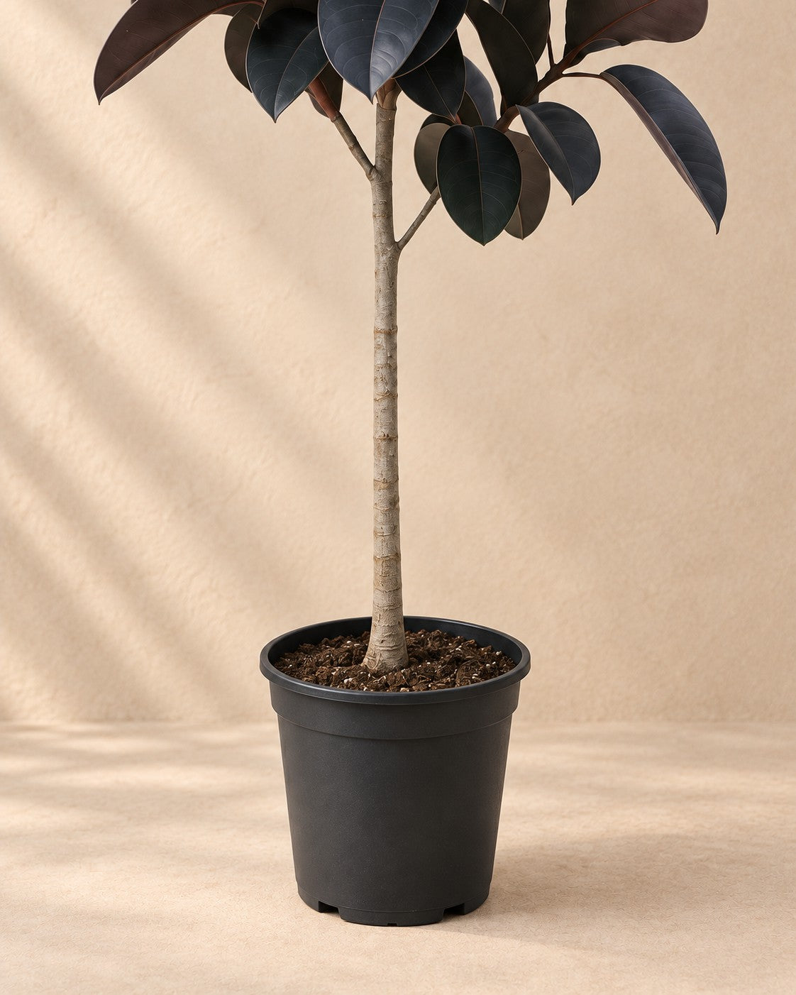 Nederste del af Ficus Elastica Abidjan stamme (Ficus elastica 'Abidjan') med dyrkningspotten
