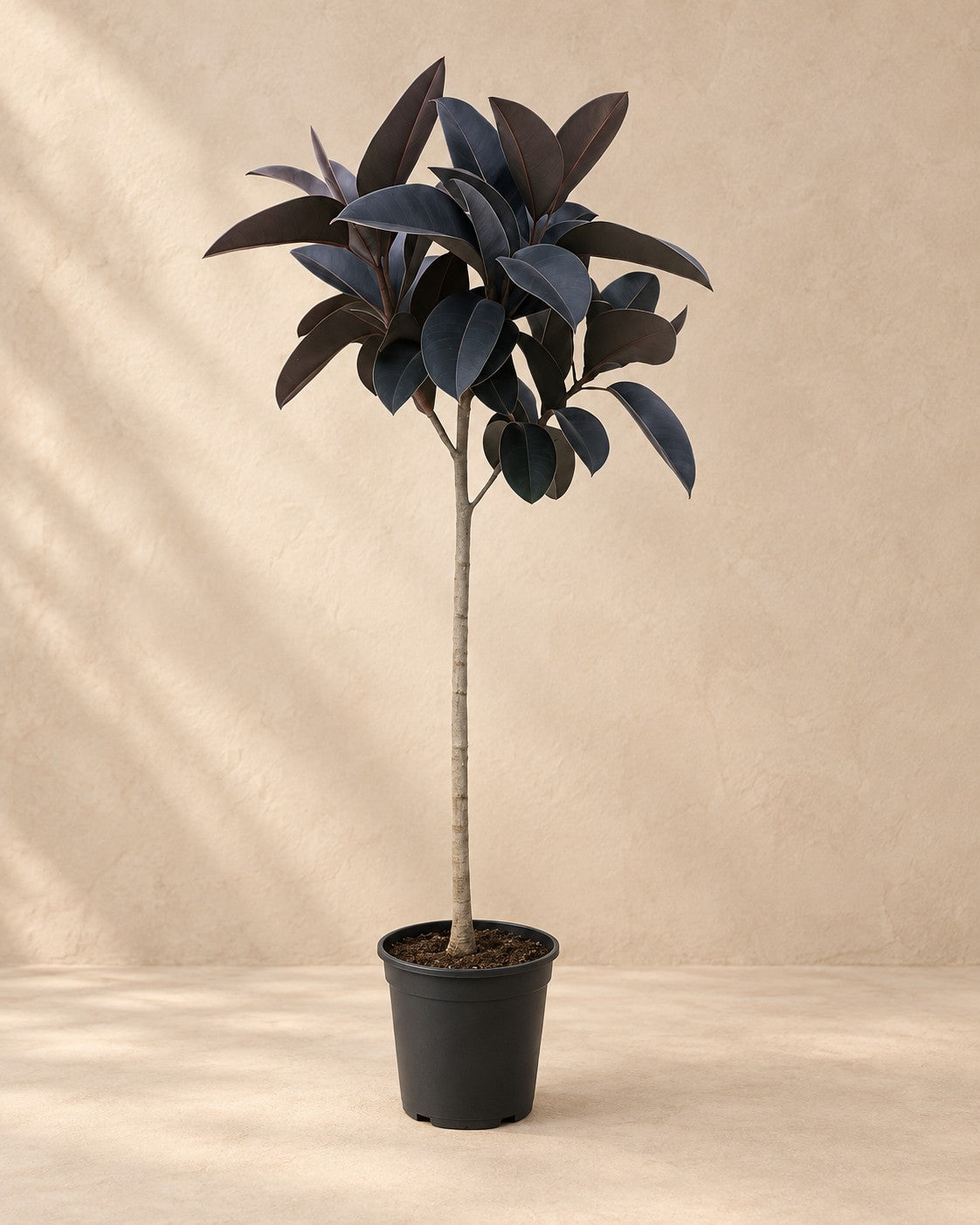 Ficus elastica 'Abidjan' stam, 150 cm hög i en 24 cm odlingskruka