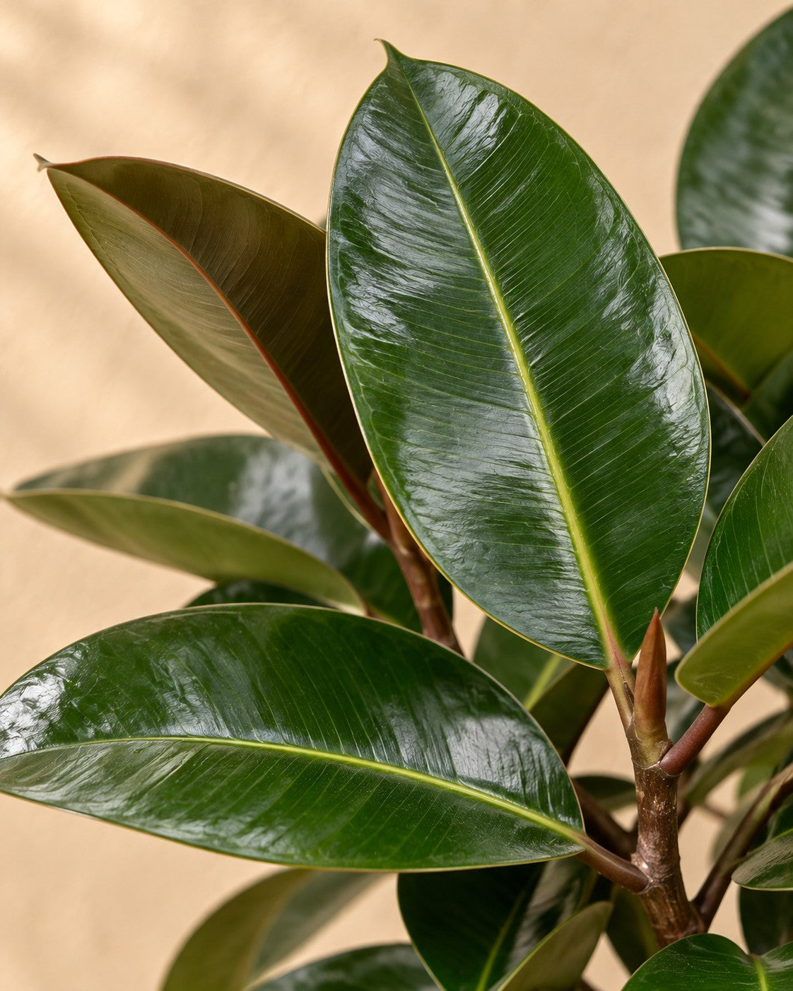 Close-up van het blad van de Ficus Elastica Robusta (Ficus elastica 'Robusta')
