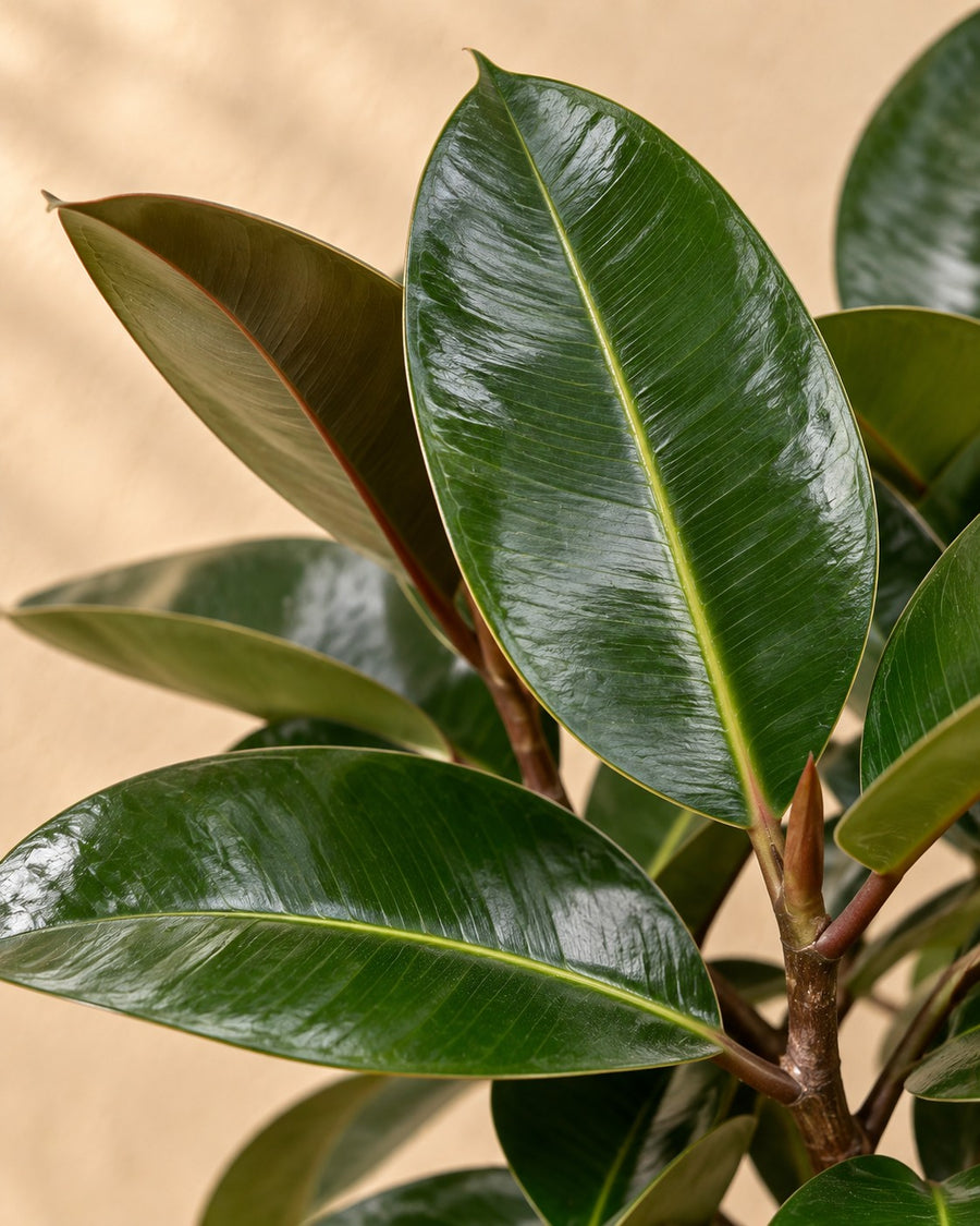 Ficus Elastica Robusta (rubberboom op stam) 120 cm hoog, pot ø24 cm