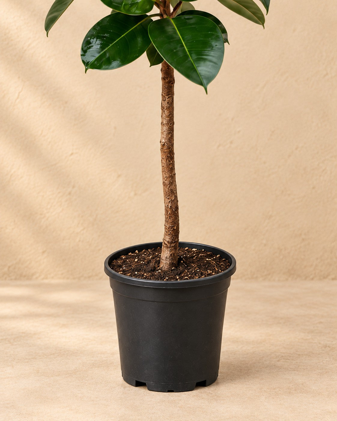Onderste deel van de Ficus Elastica Robusta (Ficus elastica 'Robusta') met de kweekpot