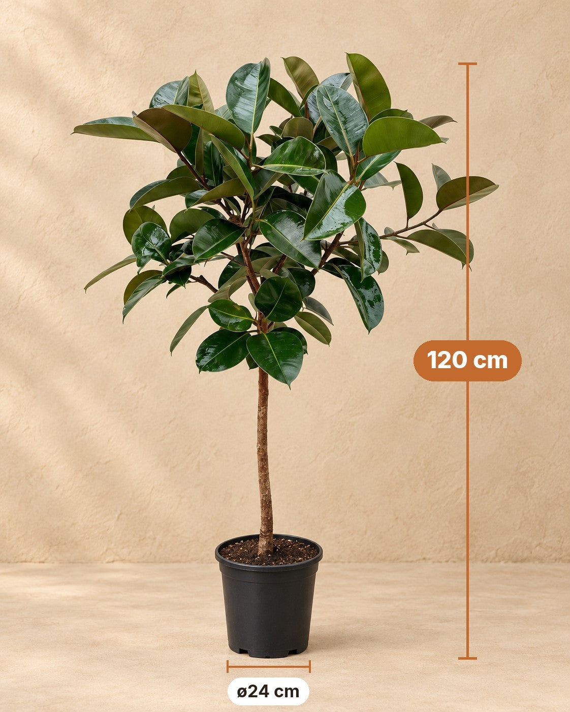 Afmetingen Ficus Elastica Robusta: 120 cm hoog, pot ø24 cm