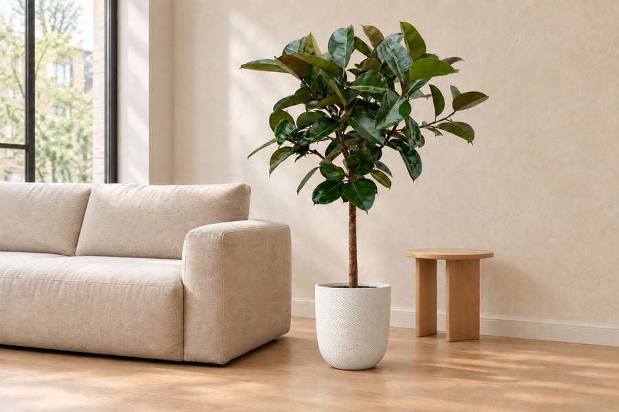 Ficus Elastica Robusta (rubberboom op stam) 120 cm hoog, pot ø24 cm