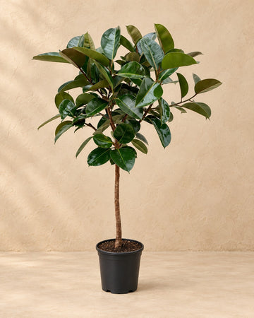Ficus Elastica Robusta (drzewo kauczukowe na pniu) wysokość 120 cm, doniczka ø24 cm