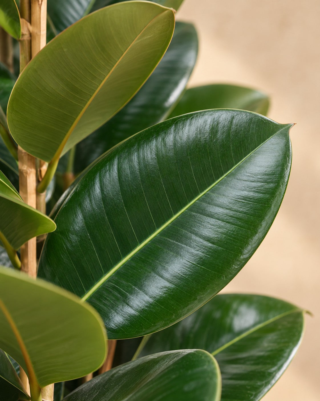 Close-up van het blad van de Ficus Elastica Robusta struik (Ficus elastica 'Robusta')