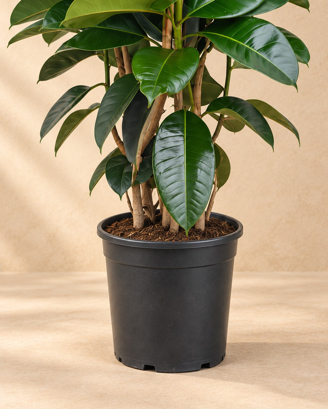 Nederste del af Ficus Elastica Robusta busk (Ficus elastica 'Robusta') med dyrkningspotten
