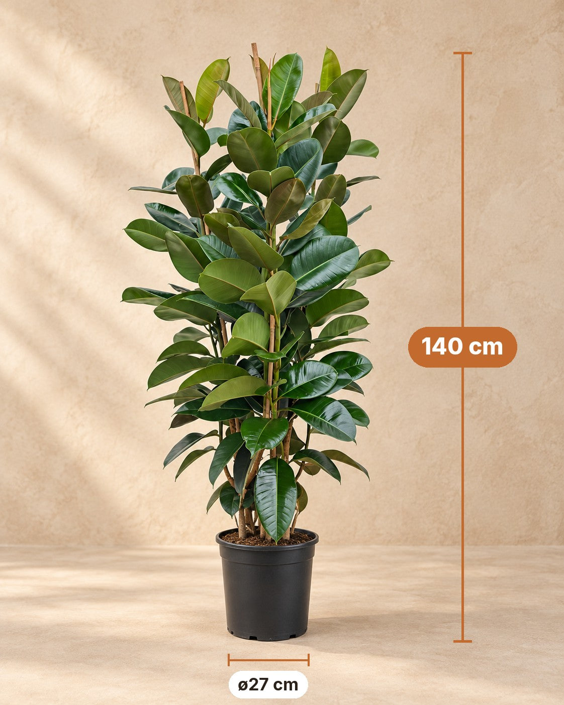 Mål Ficus Elastica Robusta busk: 140 cm høj, potte ø27 cm
