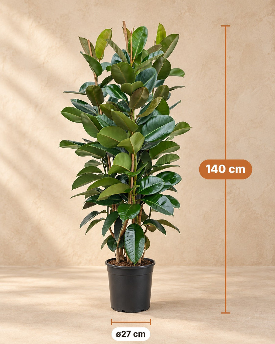 Ficus Elastica Robusta busk Ø27 140cm - ø27