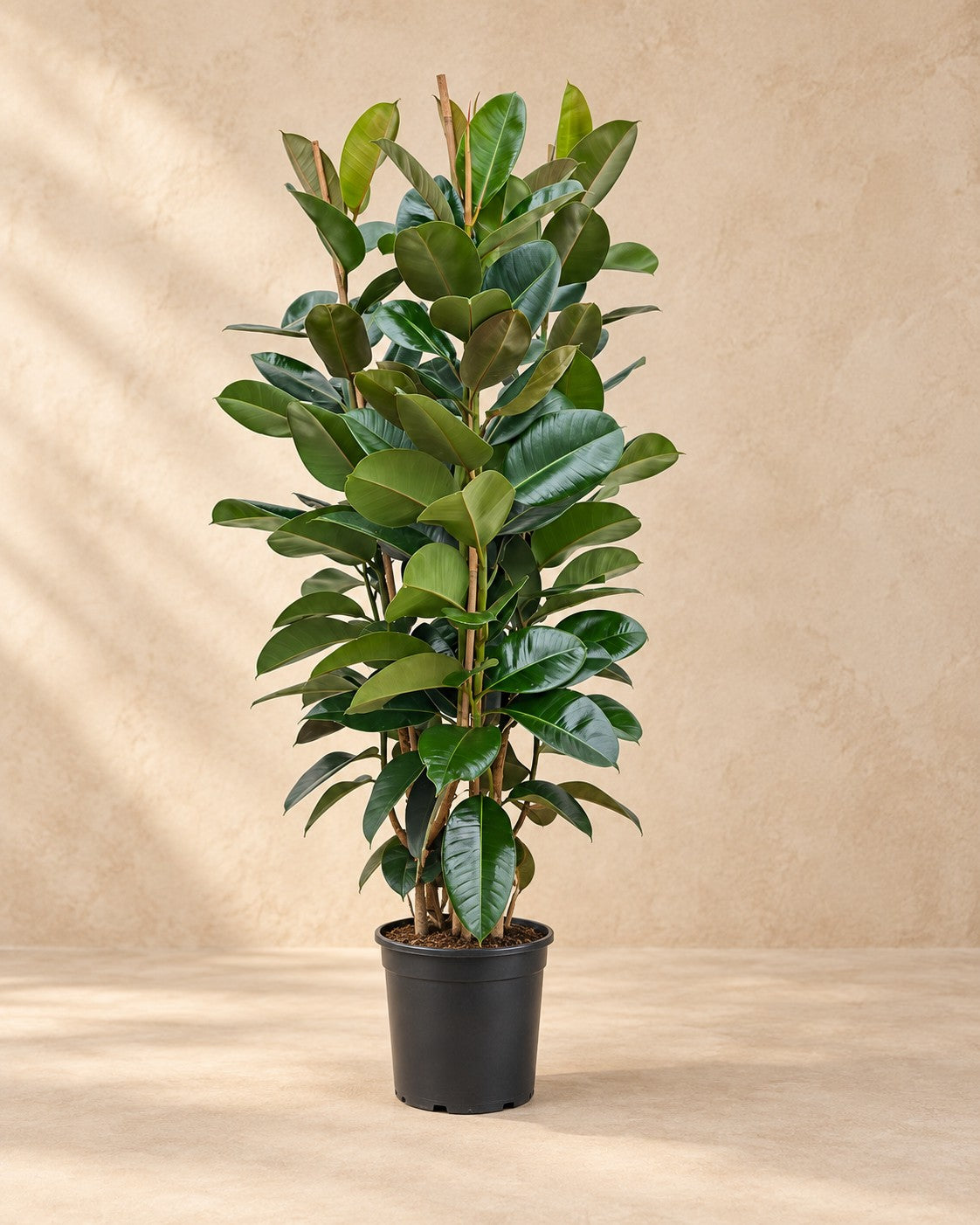 Ficus Elastica Robusta struik (Ficus elastica 'Robusta') van 140 cm hoog in kweekpot van 27 cm