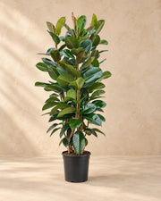 Ficus Elastica Robusta busk (Ficus elastica 'Robusta'), 140 cm høj i en 27 cm dyrkningspotte