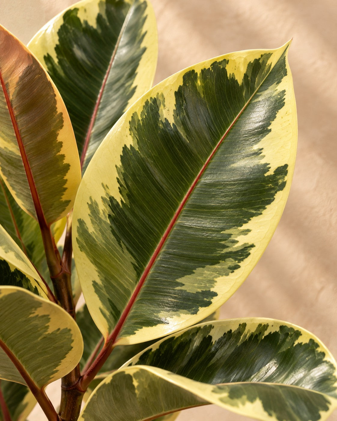 Close-up van het blad van de Ficus Elastica Tineke (Ficus elastica 'Tineke')