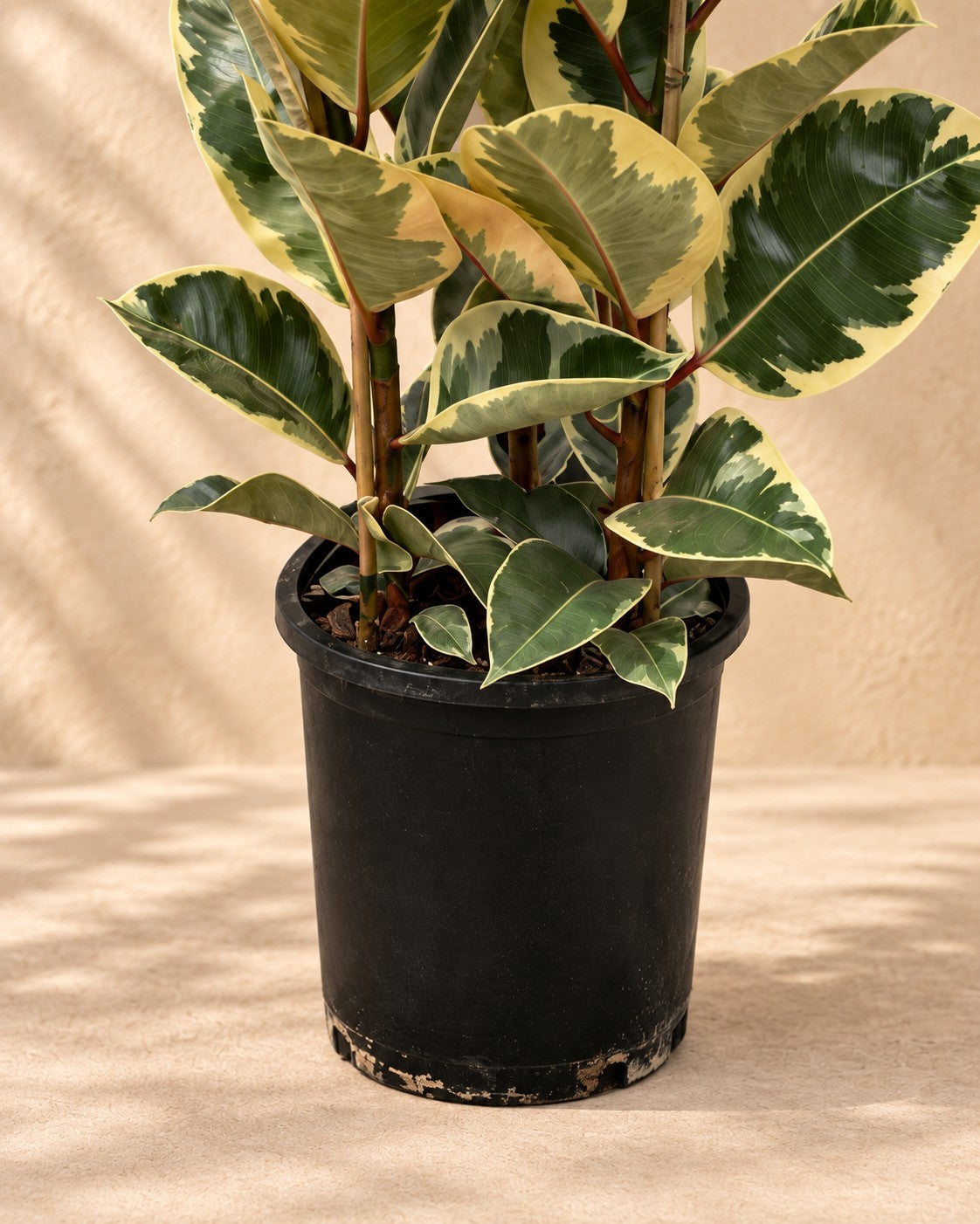 Onderste deel van de Ficus Elastica Tineke (Ficus elastica 'Tineke') met de kweekpot