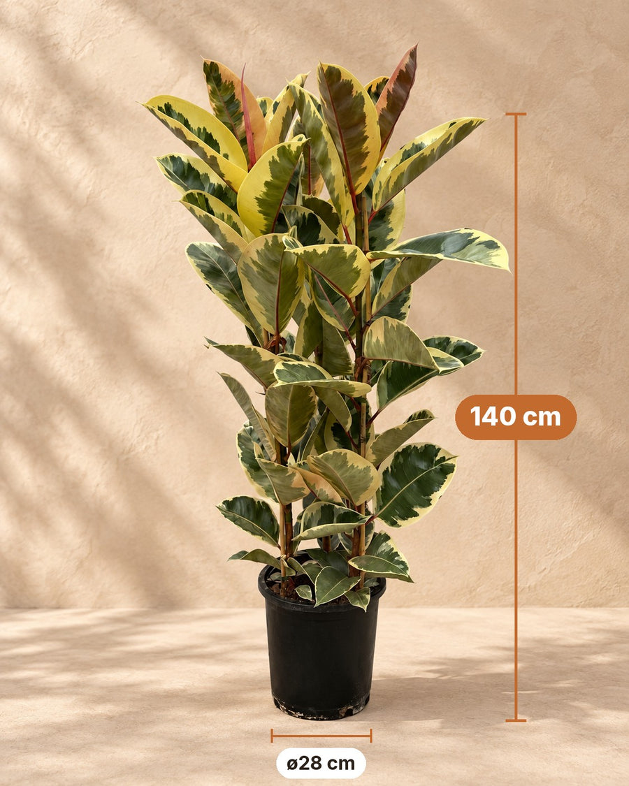 Ficus Elastica Tineke (rubberboom struik) 140 cm hoog, pot ø28 cm