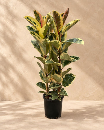 Ficus Elastica Tineke (gummitræ busk) 140 cm høj, potte ø28 cm