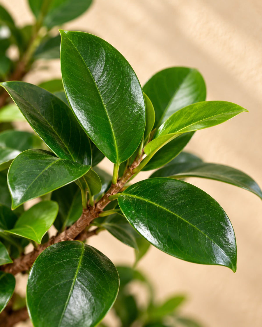 Ficus Ginseng (Ficus microcarpa) a forma di S 140 cm di altezza, vaso ø40 cm
