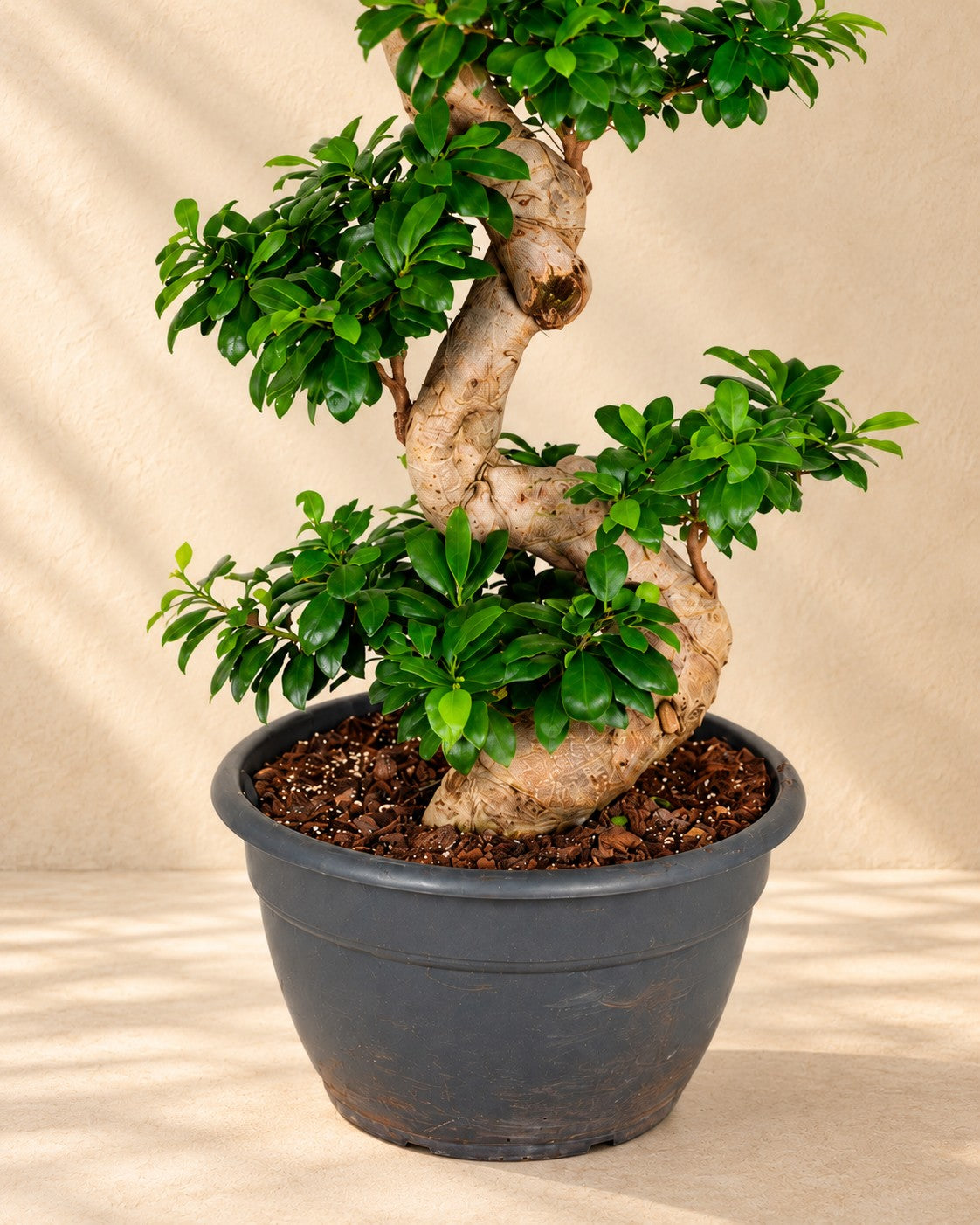 Parte bassa di Ficus Ginseng (Ficus microcarpa 'Ginseng') con il vaso di coltivazione