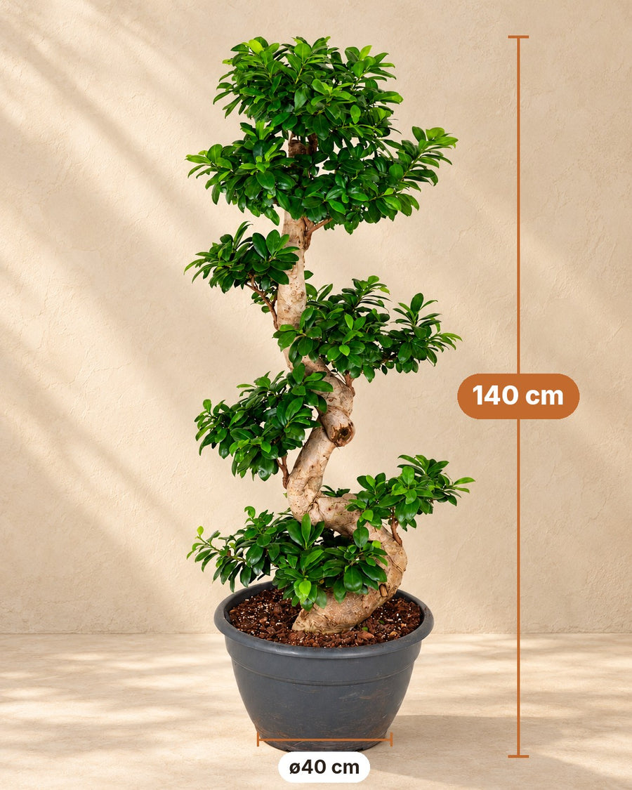 Ficus Ginseng (Ficus microcarpa) a forma di S 140 cm di altezza, vaso ø40 cm