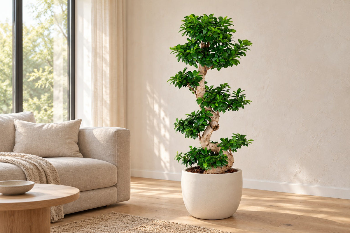 Ficus Ginseng, 140 cm, in a white ceramic planter in un soggiorno luminoso