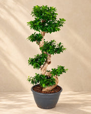 Ficus Ginseng (Ficus microcarpa 'Ginseng'), alta 140 cm in vaso di coltivazione da 40 cm