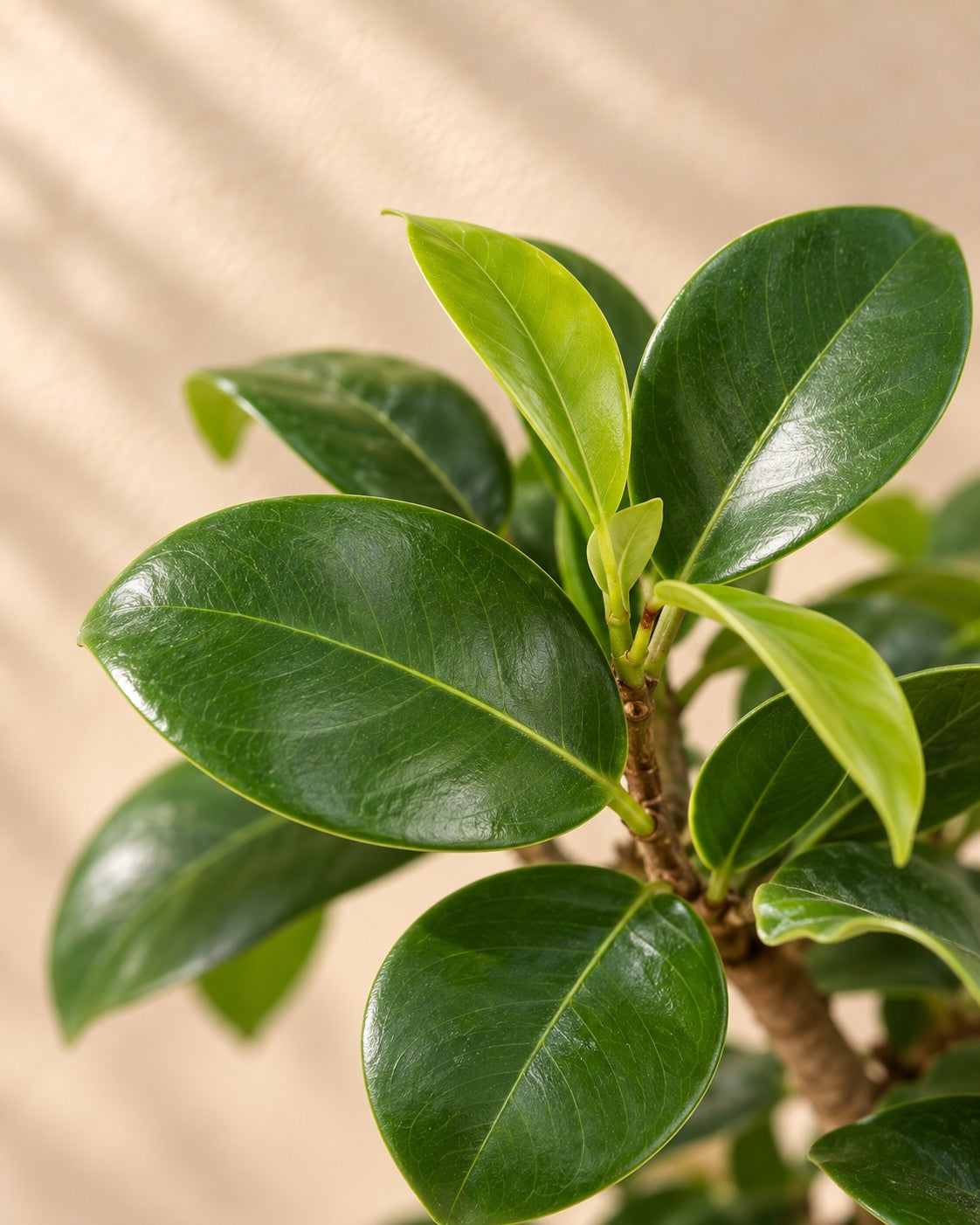 Close-up van het blad van de Ficus Ginseng (Ficus microcarpa 'Ginseng')