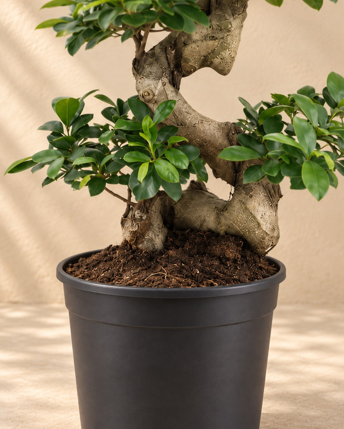 Dolna część Ficus Ginseng (Ficus microcarpa 'Ginseng') z doniczką uprawową