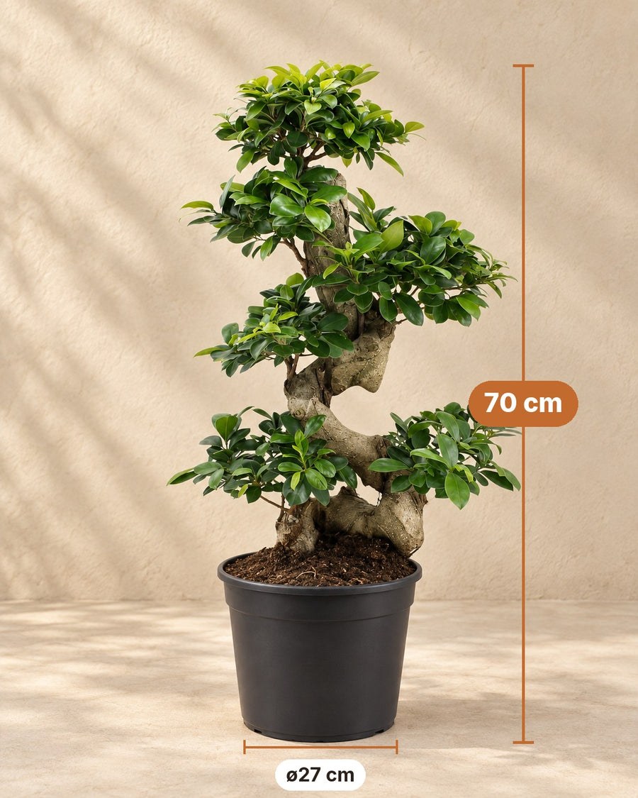 Ficus Ginseng (figa bonsai) wysokość 70 cm, doniczka ø27 cm