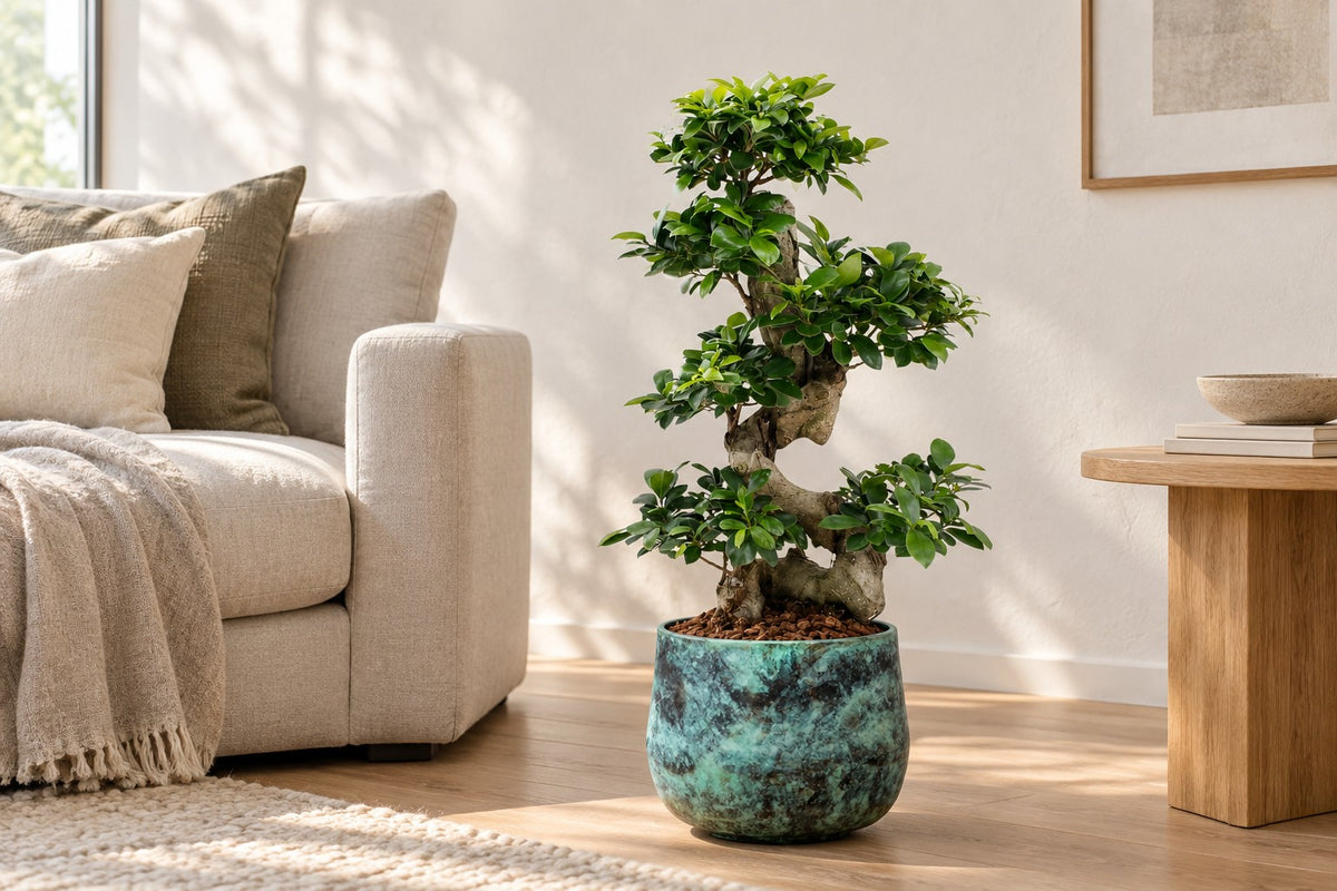 Ficus Ginseng, 70 cm, w osłonka Elisa Mystic Green w jasnym salonie