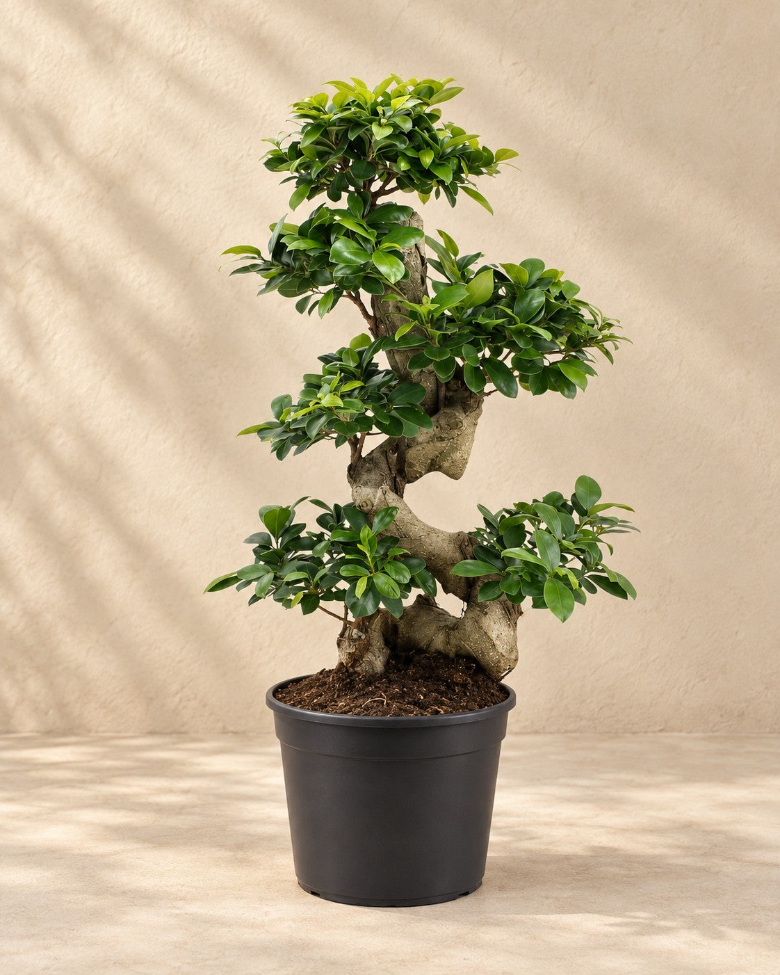 Ficus Ginseng (Ficus microcarpa 'Ginseng'), wysokość 70 cm, w doniczce uprawowej 27 cm