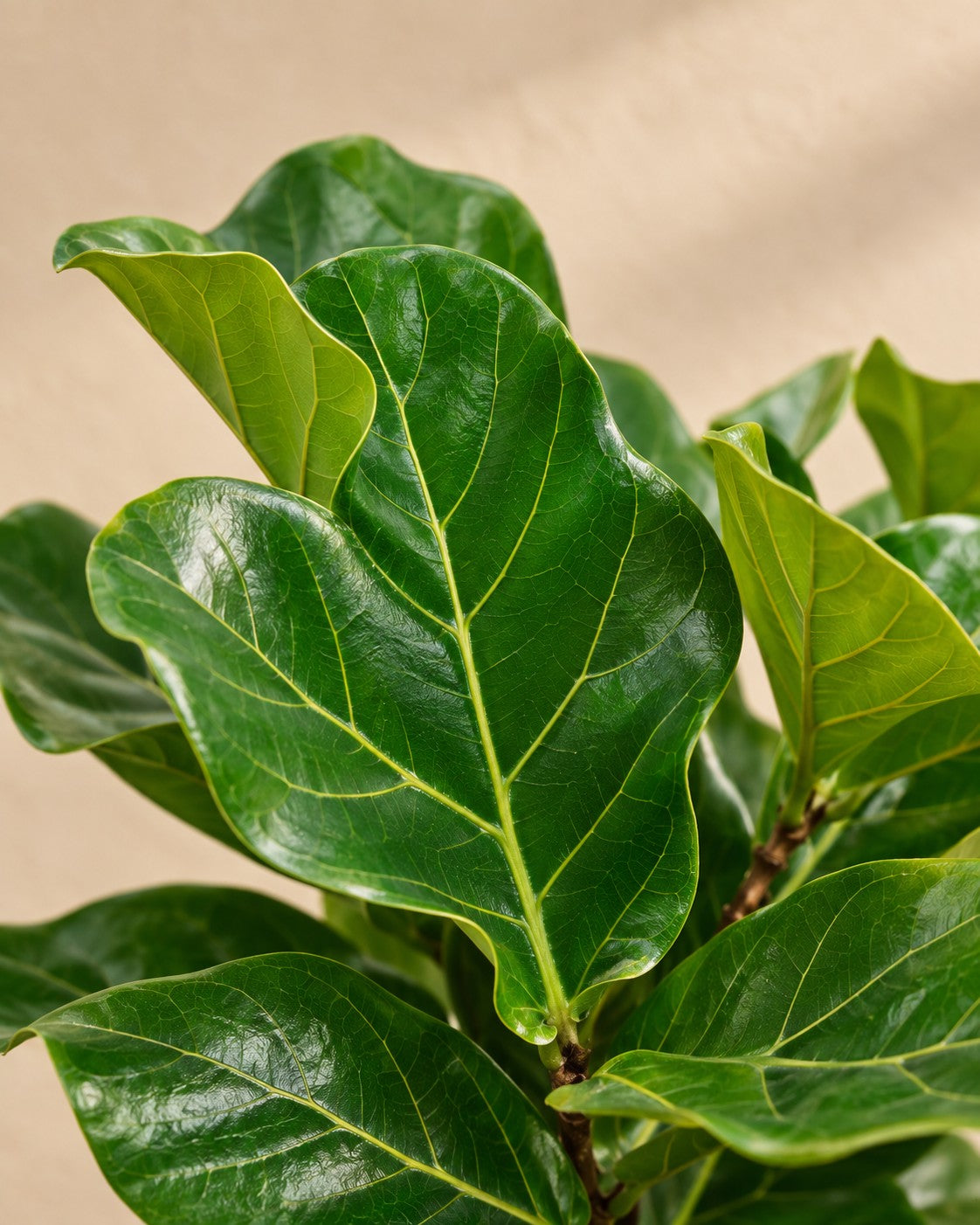 Close-up van het blad van de Ficus lyrata