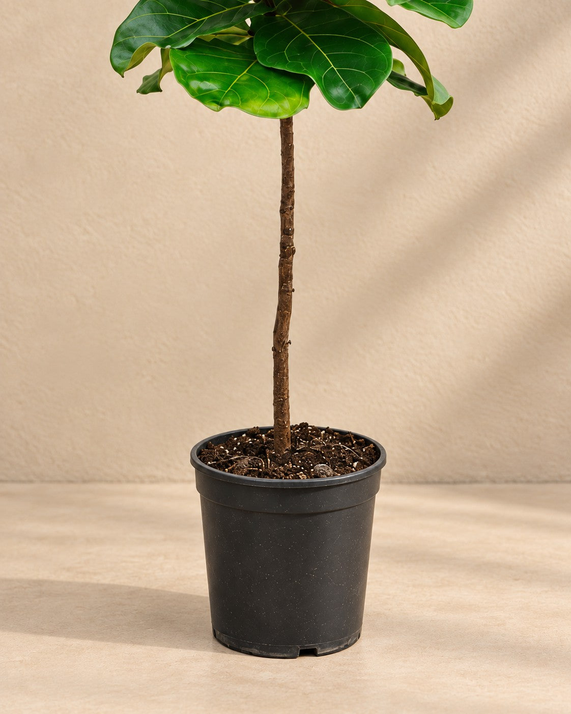 Onderste deel van de Ficus lyrata met de kweekpot