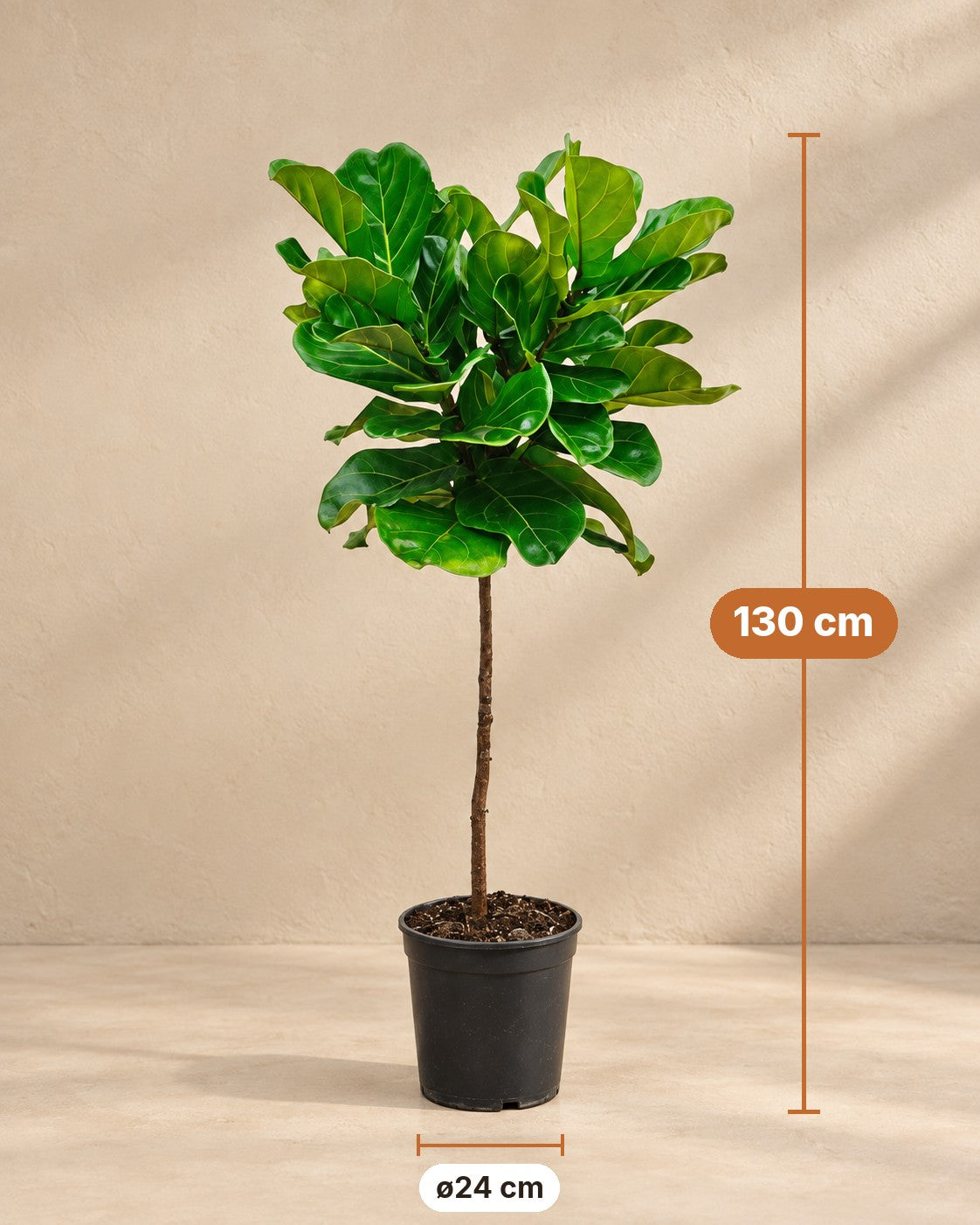 Afmetingen Ficus lyrata: 130 cm hoog, pot ø24 cm