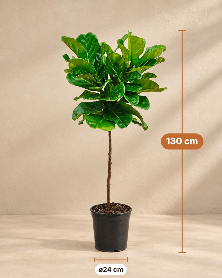 Ficus lyrata (vioolblad ficus) stam 130 cm hoog, pot ø24 cm