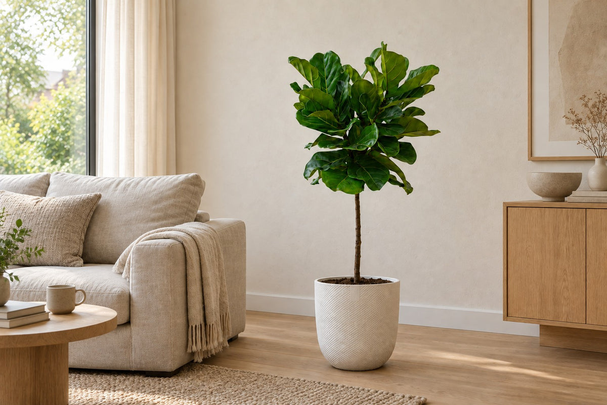 Ficus lyrata van 130 cm in sierpot Elho Jazz Round wit in een lichte woonkamer