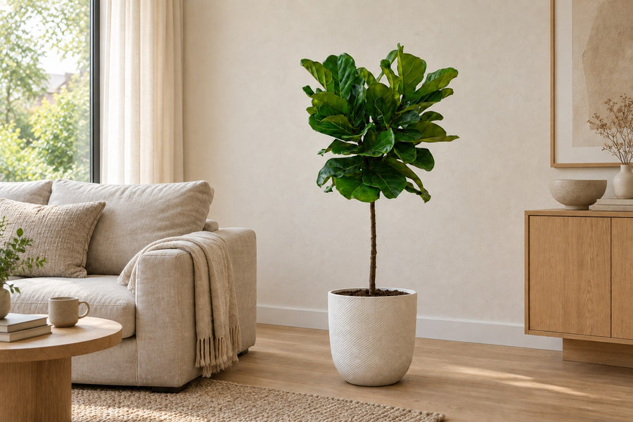 Ficus lyrata (vioolblad ficus) stam 130 cm hoog, pot ø24 cm