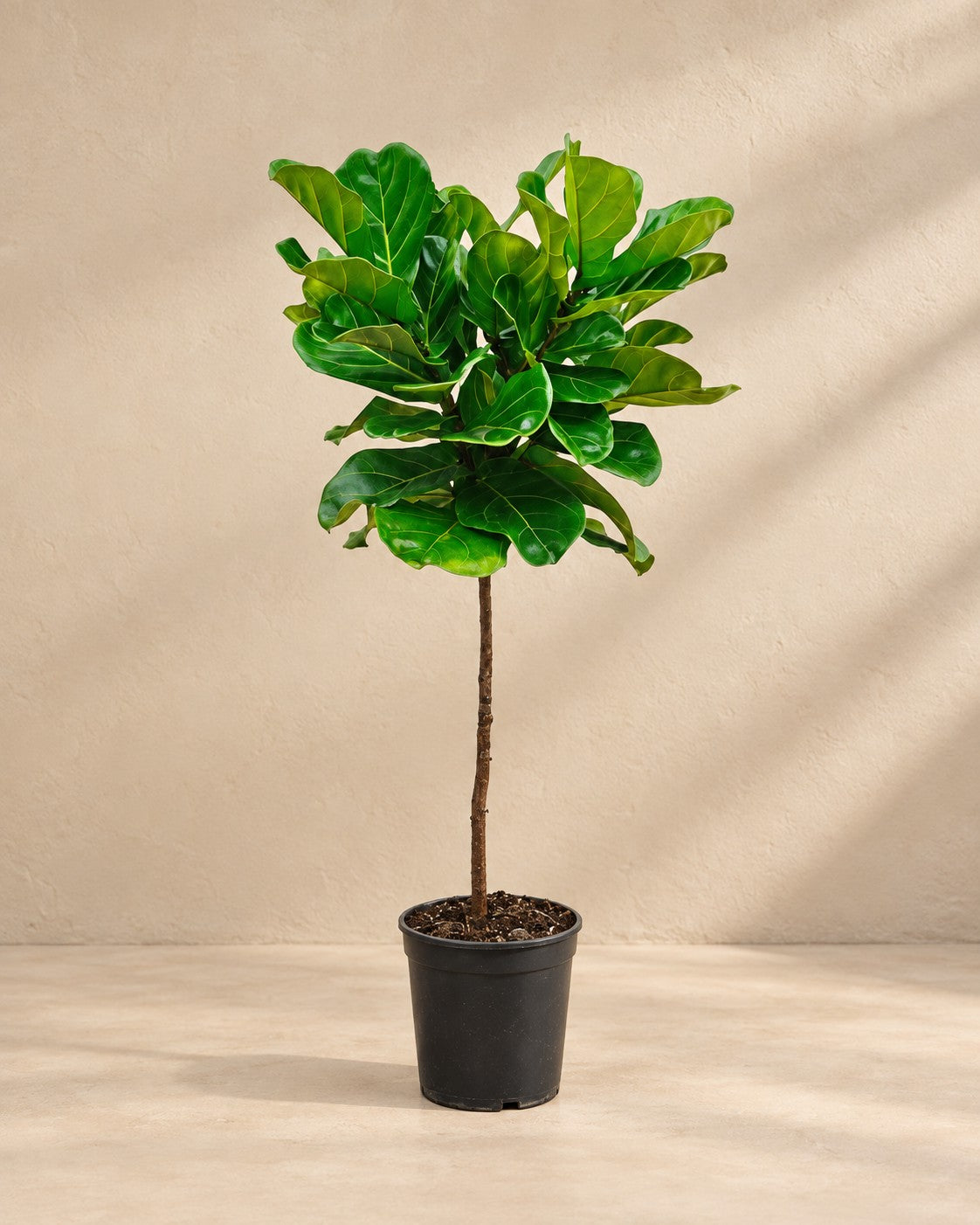 Ficus lyrata van 130 cm hoog in kweekpot van 24 cm