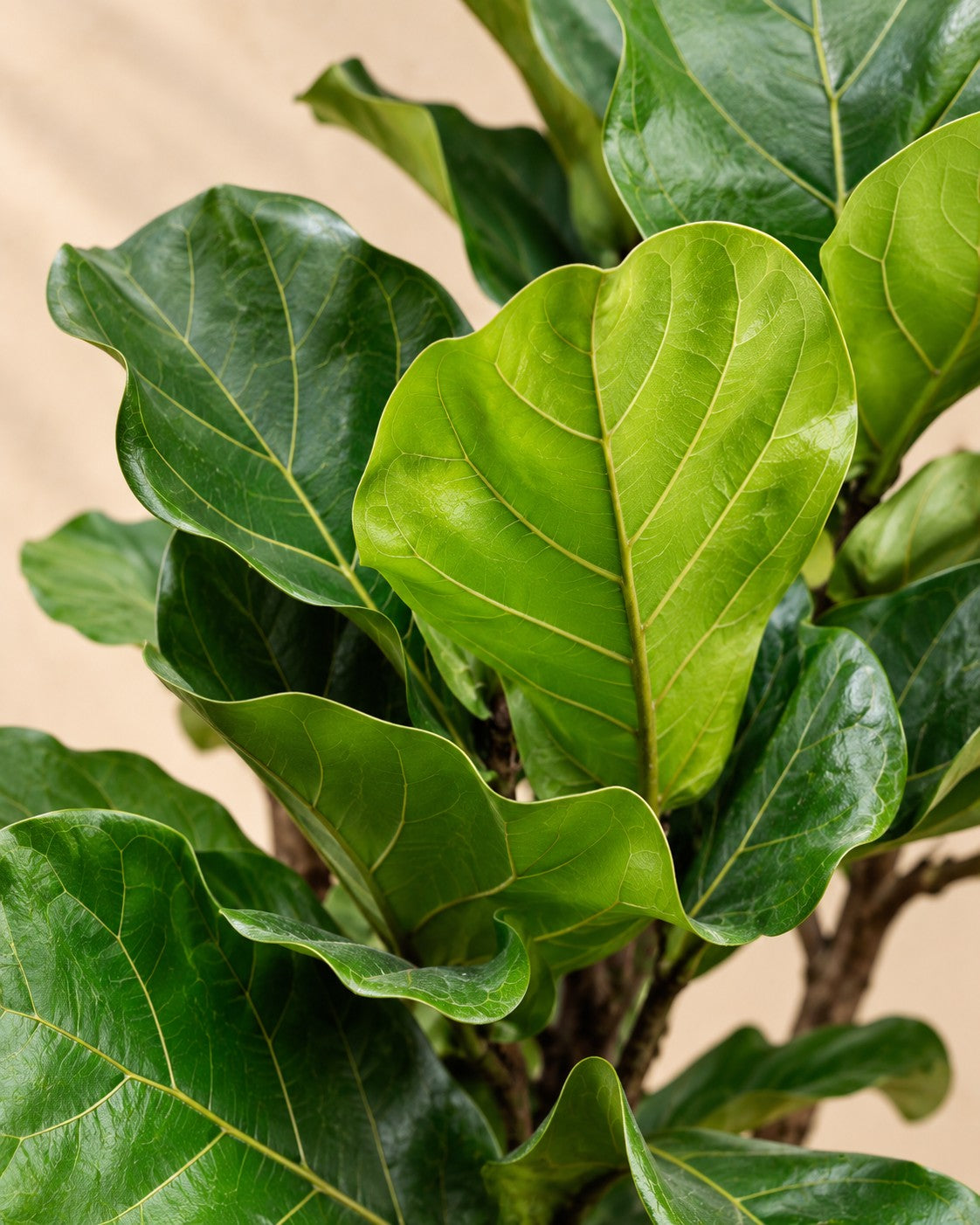 Närbild på bladen hos Ficus lyrata