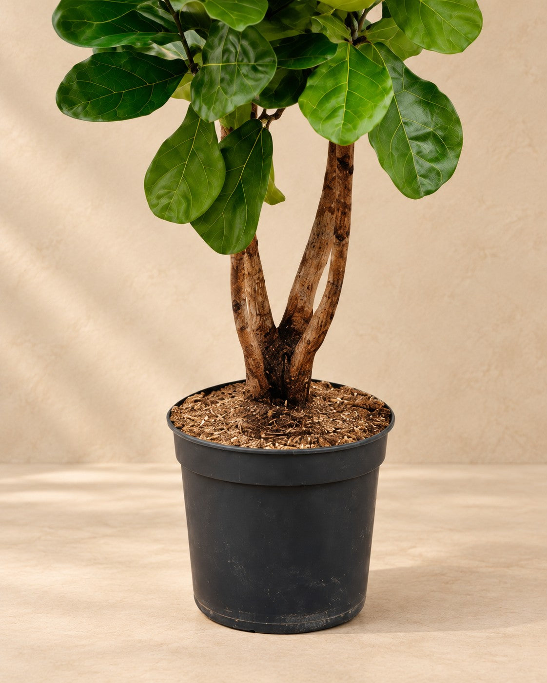 Lower part of the Ficus lyrata with its nursery pot