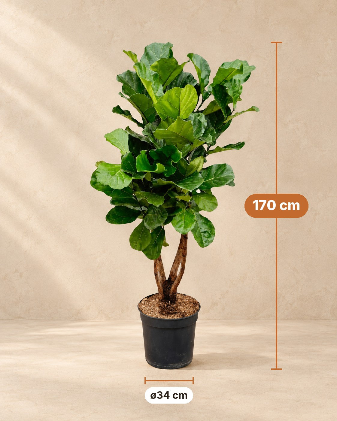 Dimensions of the Ficus lyrata: 170 cm tall, pot ø34 cm