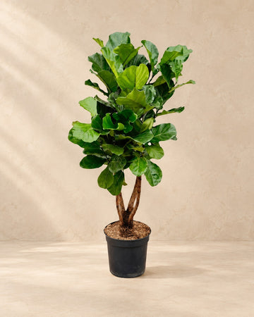 Ficus lyrata
