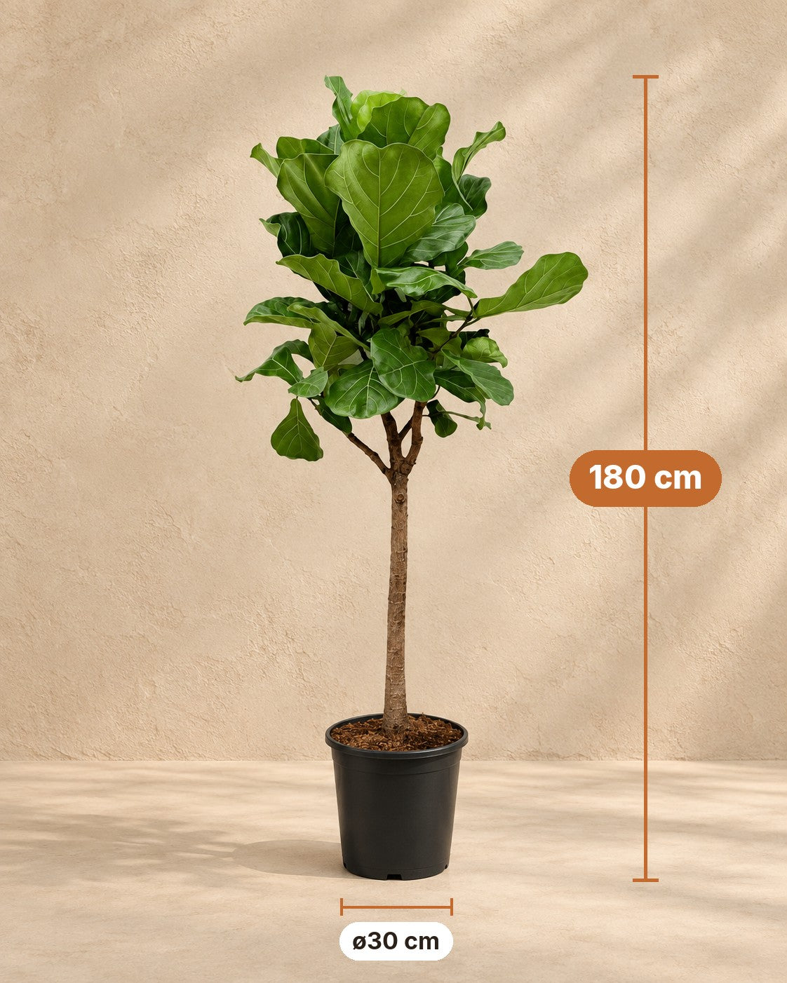 Medidas de Ficus lyrata: 180 cm de altura, maceta ø30 cm
