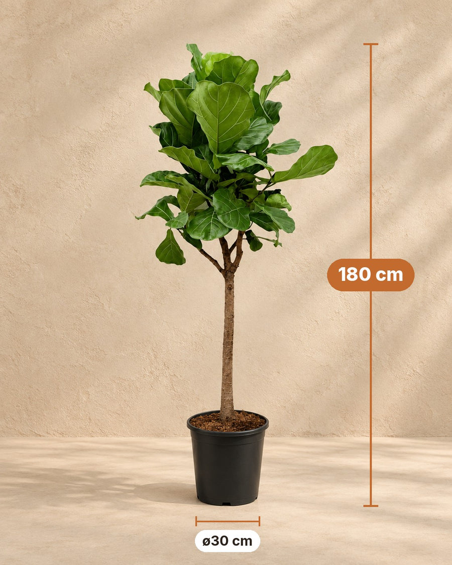 Ficus lyrata (vioolblad ficus) 170 cm hoog, pot ø30 cm